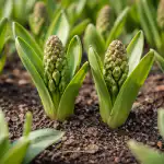 Blinde knopper i stedet for frodige blomsterstande og de største fejl ved plantning af hyacinter blinde-knopper-i-stedet-for-frodige-blomsterstande-og-de-stoerste.png