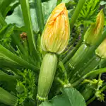 courgetteblomster-gaar-til-spilde-og-producerer-ikke-aeggestokke-paa-grund.png