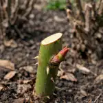 Den hemmelige betydning af forårets rosenbeskæring, og hvordan den redder buskene den-hemmelige-betydning-af-foraarets-rosenbeskaering-og-hvordan-den-redder.png