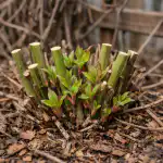 Den hemmelige betydning af forårsklematis, eller hvordan man får lianen til at blomstre i vandfald den-hemmelige-betydning-af-foraarsklematis-eller-hvordan-man-faar-lianen.png