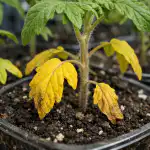 den-stoerste-fejl-ved-foraarsgoedskning-eller-hvorfor-tomatplanter-bliver-gule.png