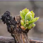 Hemmelige årsager til tomme vinstokke efter forårets kuldeperioder og en redningsplan hemmelige-aarsager-til-tomme-vinstokke-efter-foraarets-kuldeperioder-og-en.png