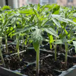 Hemmeligheden bag at redde tomatplanter fra snigende sortben hemmeligheden-bag-at-redde-tomatplanter-fra-snigende-sortben.png