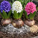 hemmelighederne-bag-hyacinters-frodige-blomstring-om-foraaret-og-redning-af.png