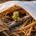 Hvorfor druer ikke bærer frugt om foråret, og hvordan man beskytter vinstokken mod frost hvorfor-druer-ikke-baerer-frugt-om-foraaret-og-hvordan-man.png