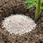 Hvorfor erfarne gartnere begraver æggeskaller under tomater hvert forår hvorfor-erfarne-gartnere-begraver-aeggeskaller-under-tomater-hvert-foraar.png