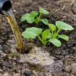 hvorfor-erfarne-gartnere-vaelger-goedningsinfusion-til-den-foerste-foraarsvanding.png