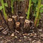 Hvorfor forårsbeskæring af gamle hindbær garanterer en kæmpe høst hvorfor-foraarsbeskaering-af-gamle-hindbaer-garanterer-en-kaempe-hoest.png