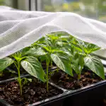 hvorfor-foraarsstraaler-oedelaegger-peberplanter-og-hvordan-man-redder-unge-planter.png