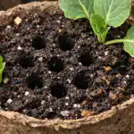 Redder kålplanter fra at visne på grund af mangel på luft om foråret redder-kaalplanter-fra-at-visne-paa-grund-af-mangel-paa.png