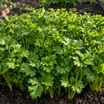 taet-persillehoest-i-det-tidlige-foraar-uden-at-vente-paa.png